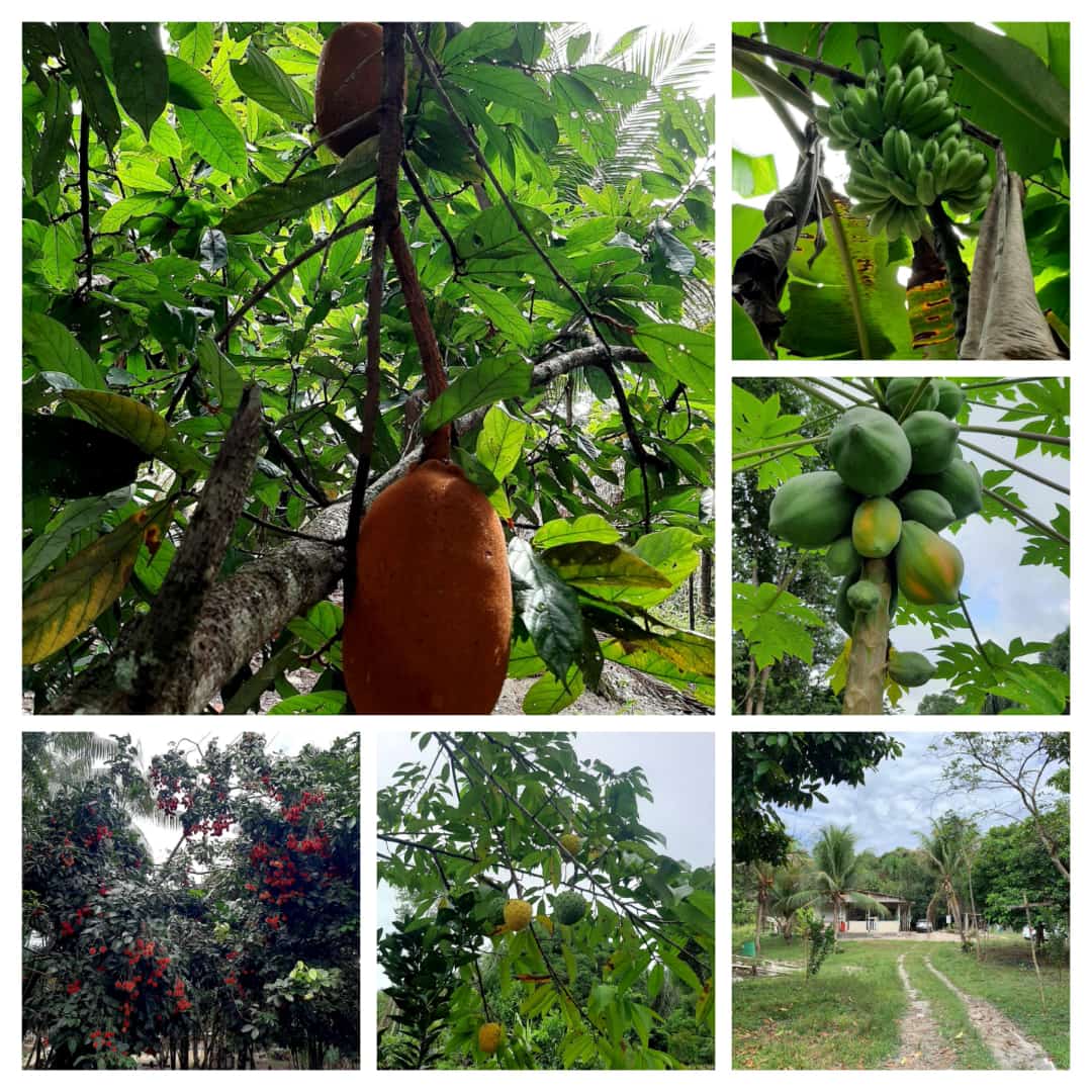 Sítio - Venda, Manaus, AM