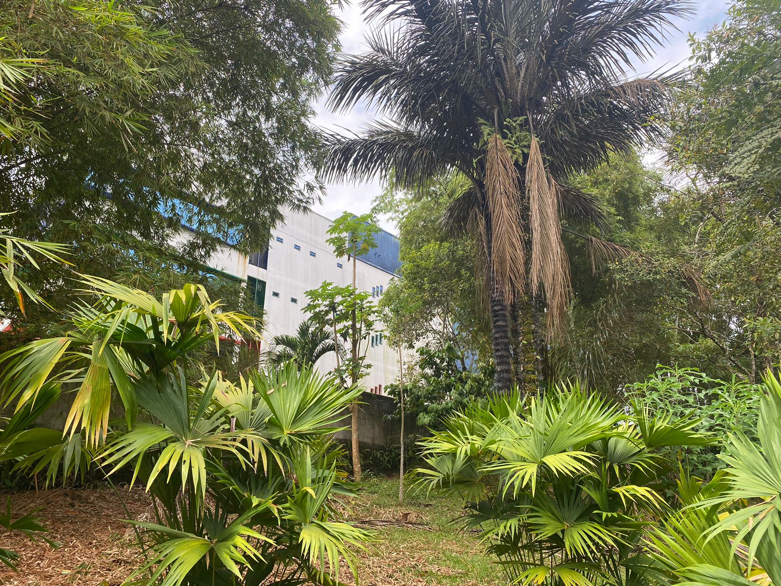 VENDO TERRENO NA AV. DO CETUR, TARUMÃ