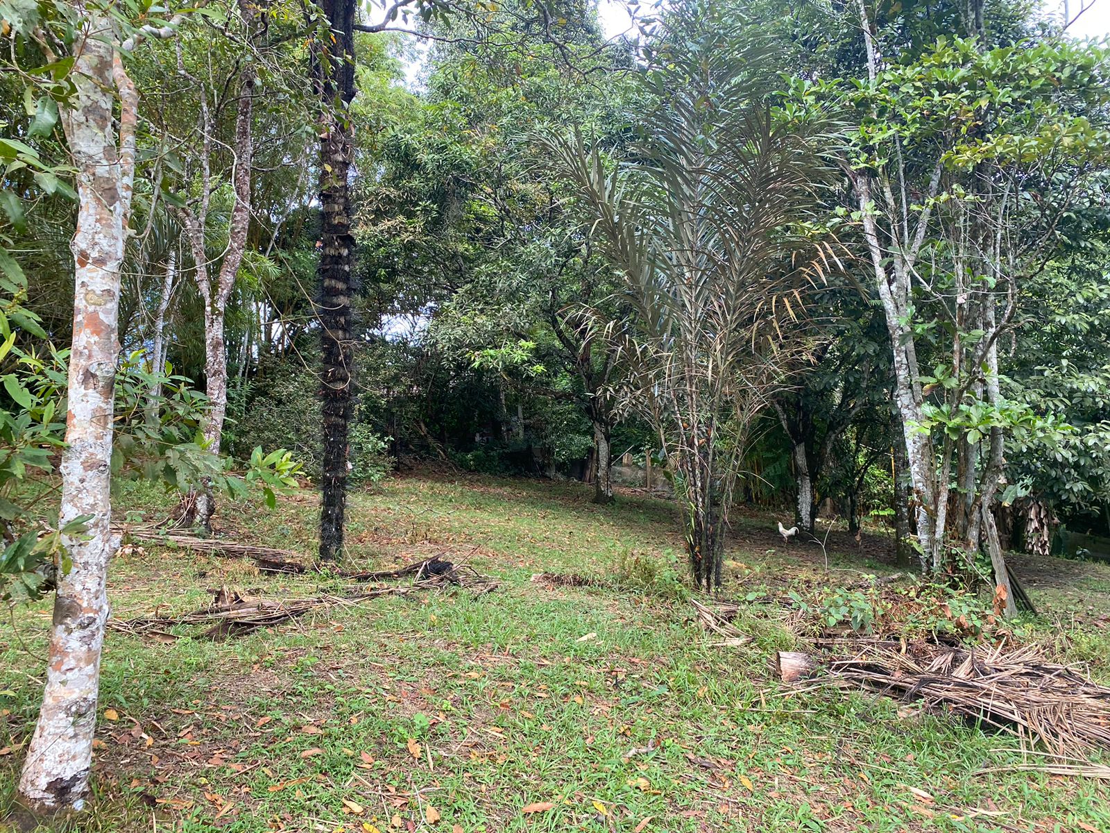 VENDO TERRENO NA AV. DO CETUR, TARUMÃ
