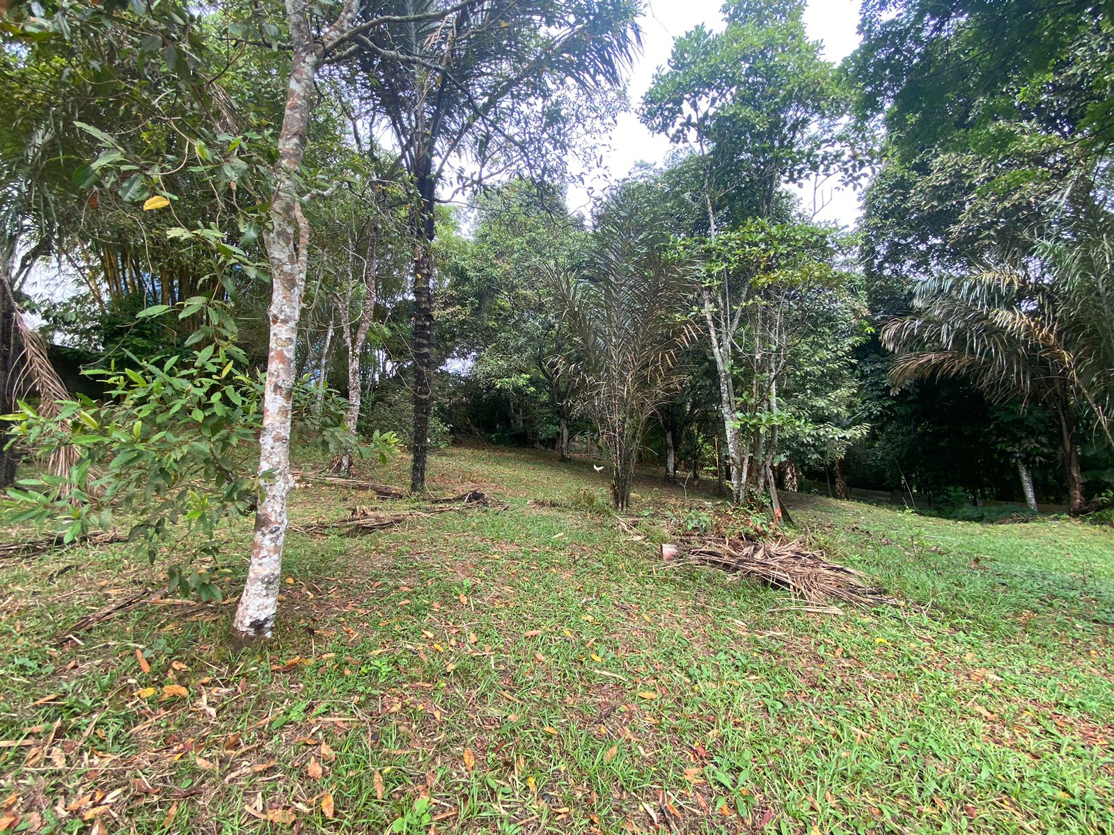 VENDO TERRENO NA AV. DO CETUR, TARUMÃ