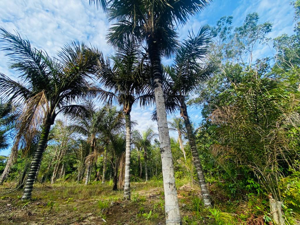 VENDO TERRENO (56,7554 HA) TARUMÃ AÇÚ, MANAUS AM
