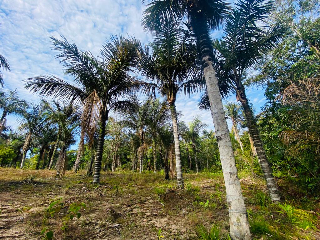 VENDO TERRENO (56,7554 HA) TARUMÃ AÇÚ, MANAUS AM