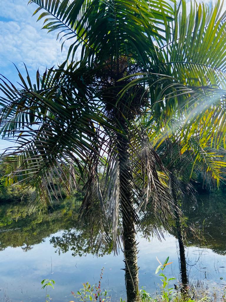 VENDO TERRENO (56,7554 HA) TARUMÃ AÇÚ, MANAUS AM