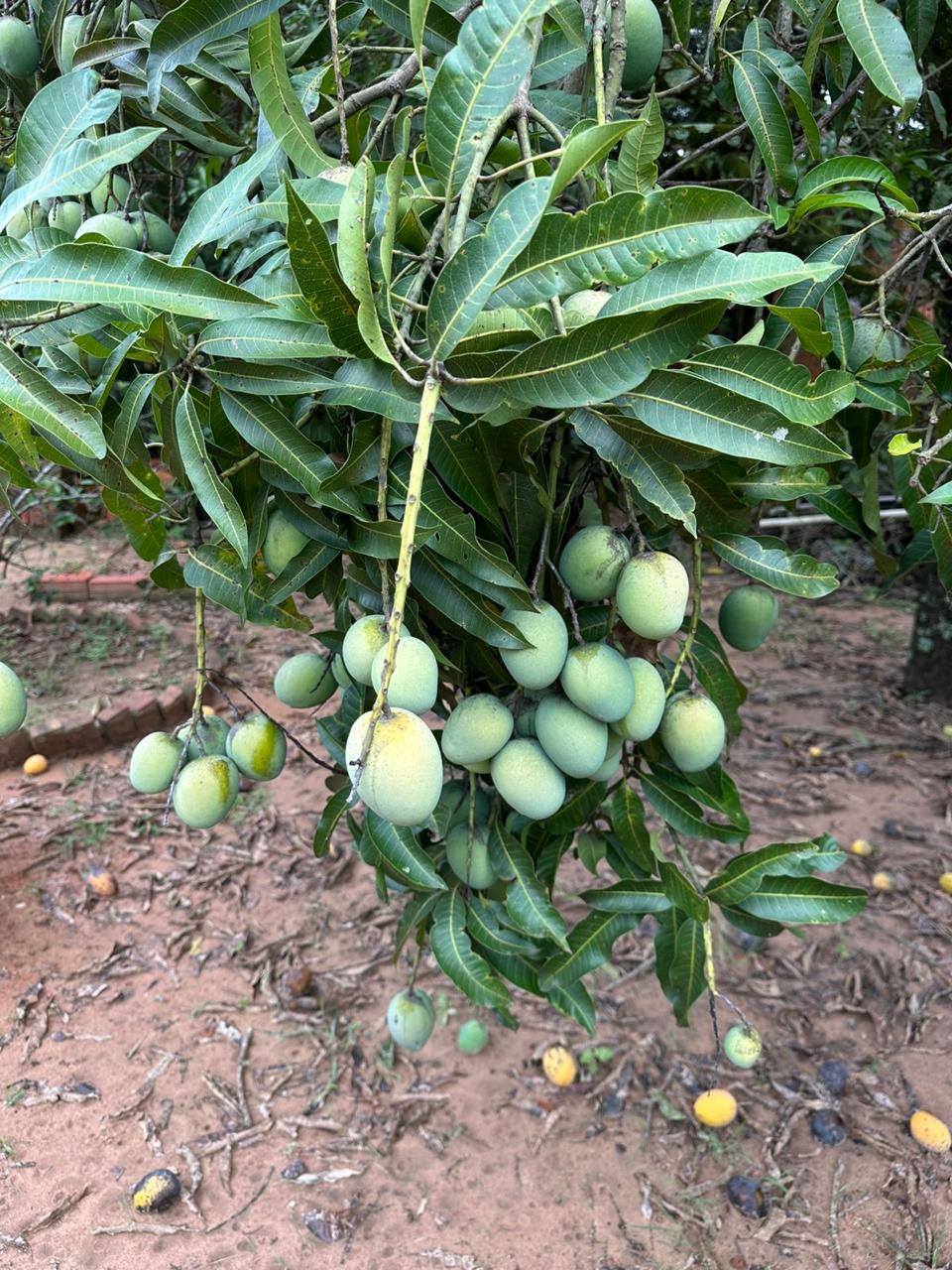 Chácara com 9 dormitórios à venda, 650m² por R$ 3.000.000 – Condomínio Vitassay – Boituva/SP