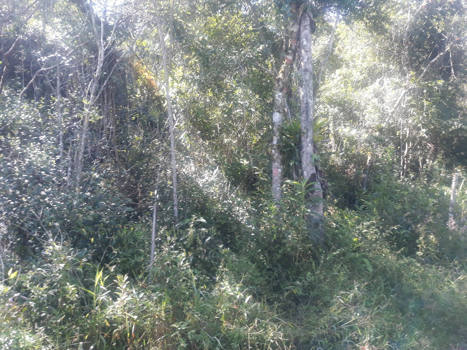 TERRENO  EM MOGI 