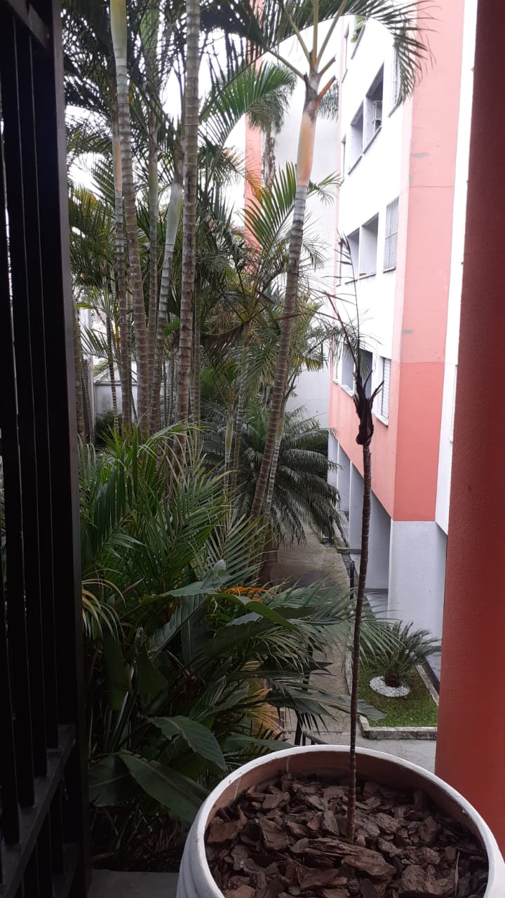 apartamento santa Terezinha 