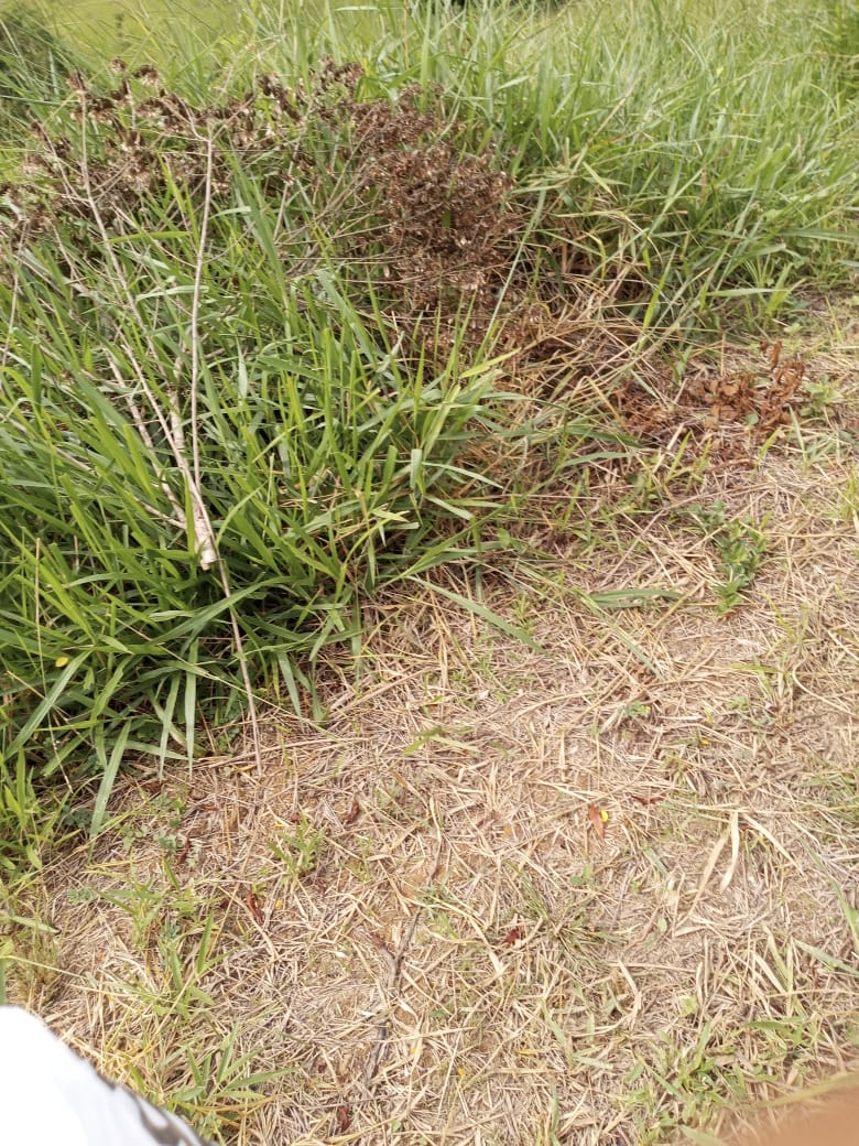 SITIO EROLDO PAULISTA 