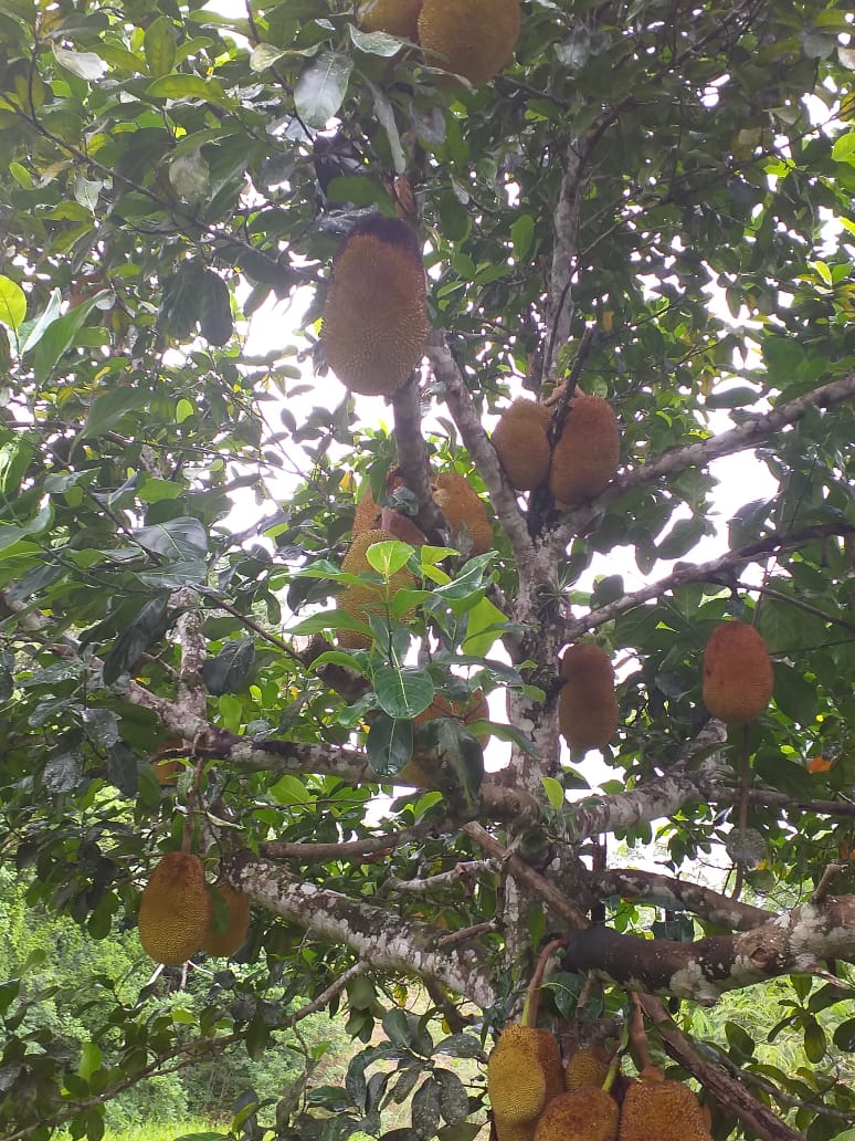 SITIO EROLDO PAULISTA 