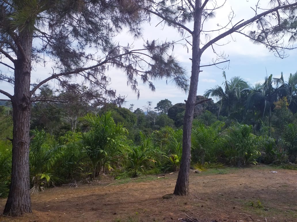 SITIO EROLDO PAULISTA 