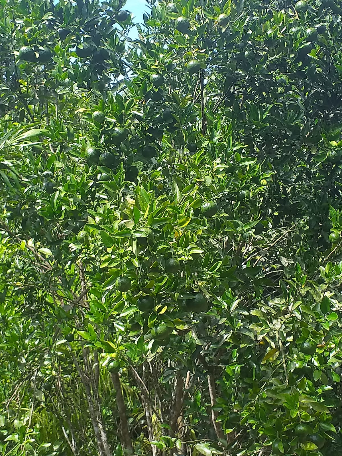 SITIO EROLDO PAULISTA 