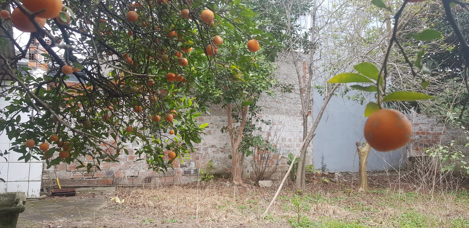 TERRENO NO PATRONATO RUA DOS LÍRIOS / ACEITA PERMUTA  POR APARTAMENTO