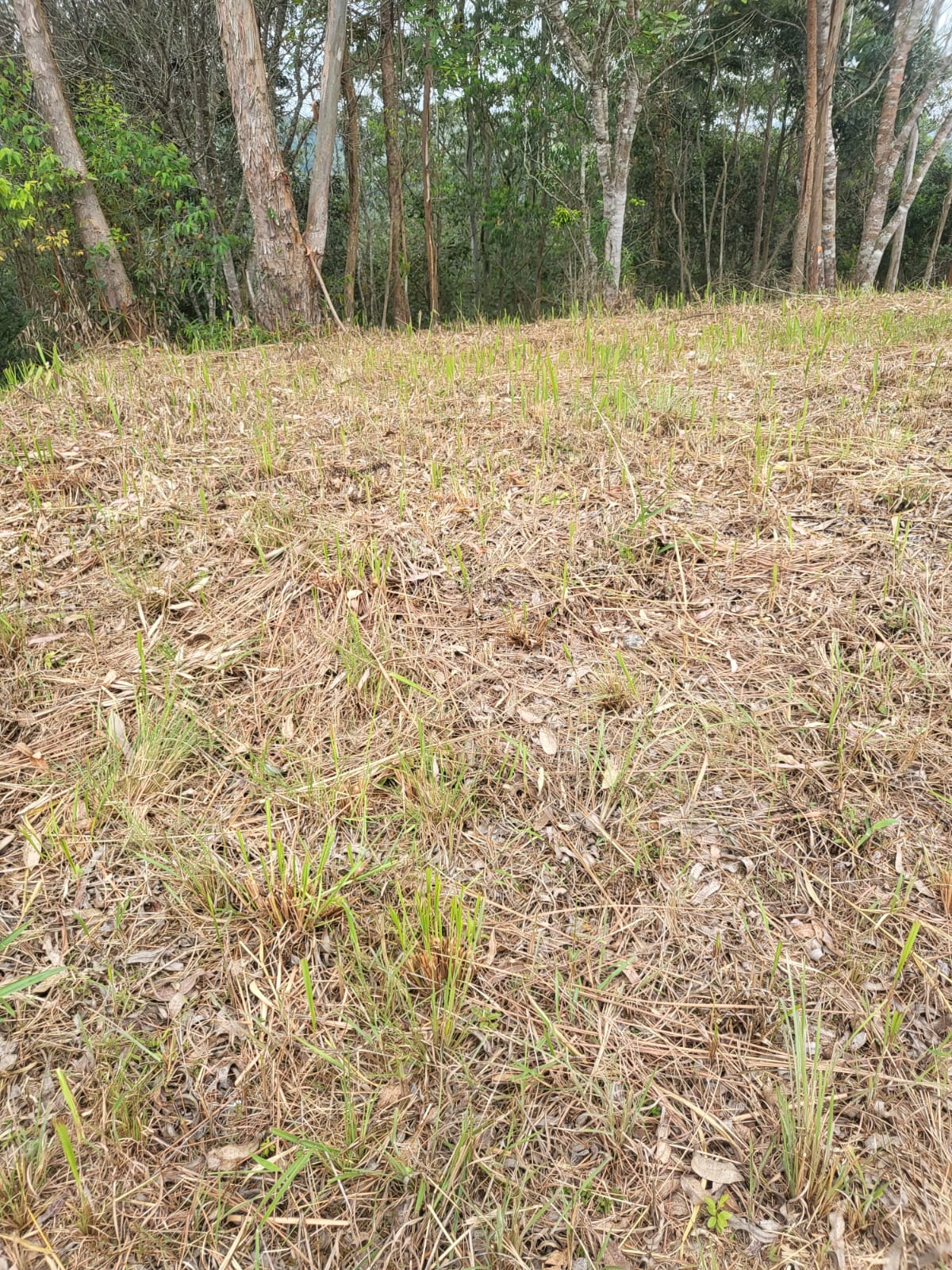 Terreno em condomínio - Venda, Ouro Fino, Santa Isabel, SP