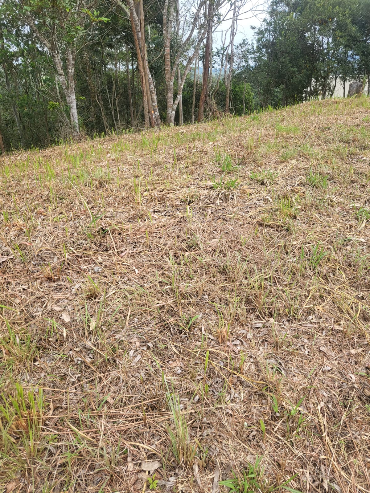 Terreno a venda localizado no  condomínio Ibirapitanga em Santa Isabel-SP