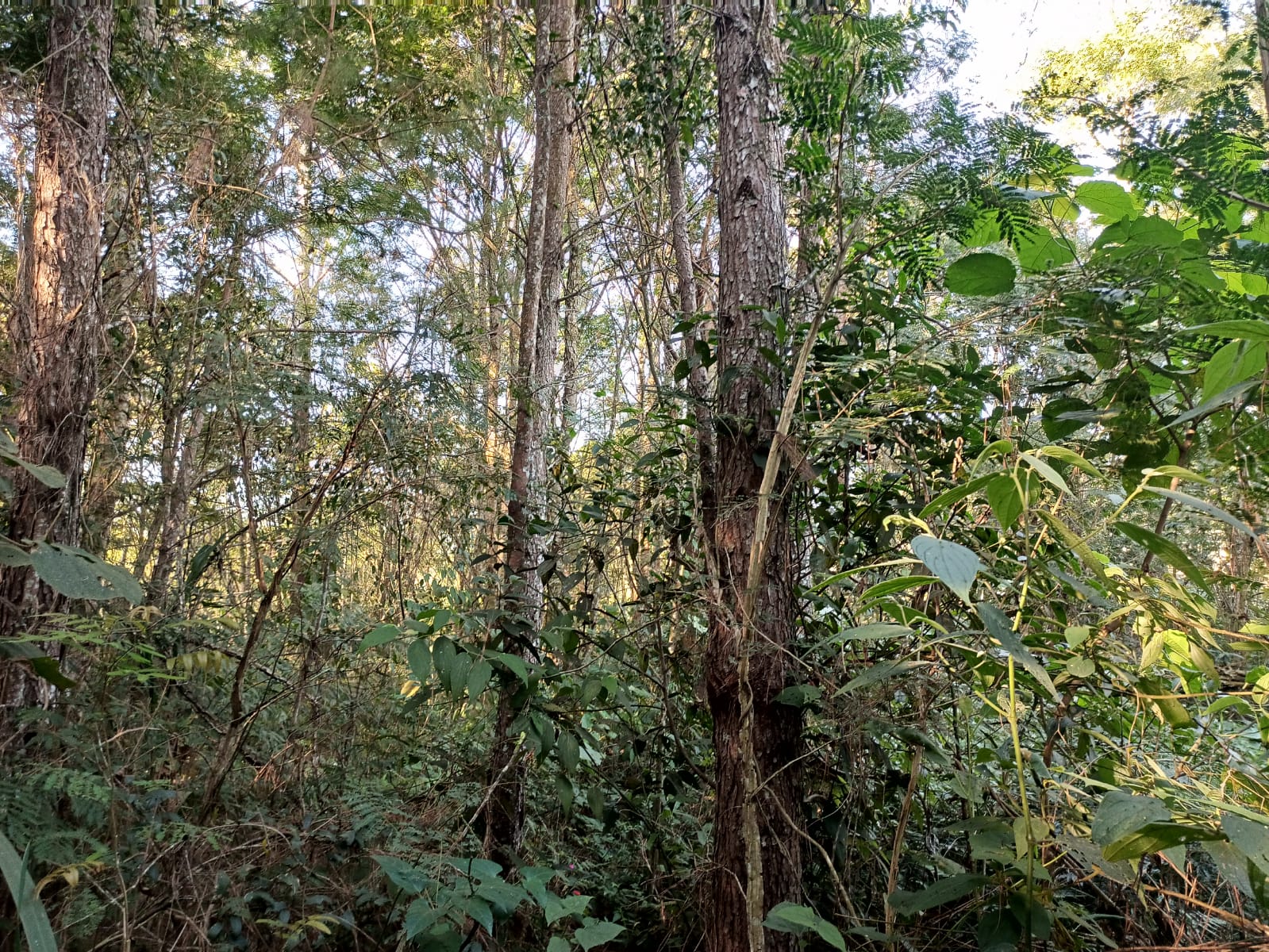 Terreno a venda com 54mil m2 no bairro Fazenda velha em Arujá-SP