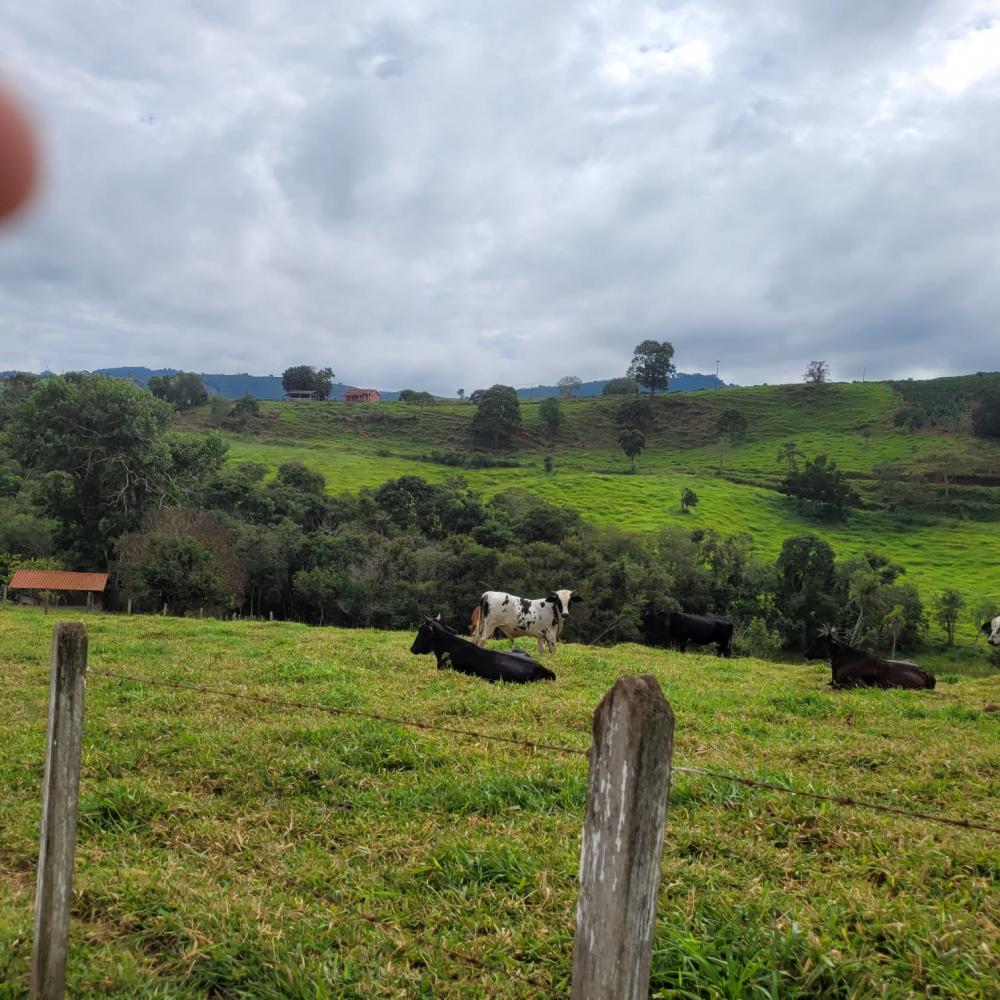 Sítio - Venda, Zona Rural, Caconde, SP