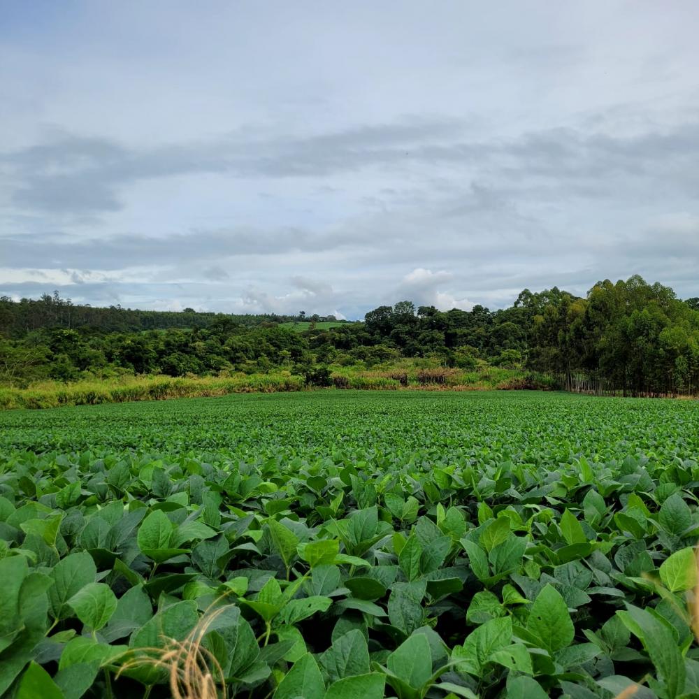 Sítio - Venda, Área Rural de São João da Boa Vista, São João da Boa Vista, SP