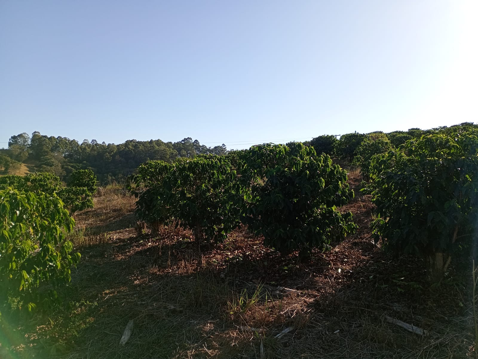 Fazenda - Venda, Área Rural de Caconde, Caconde, SP