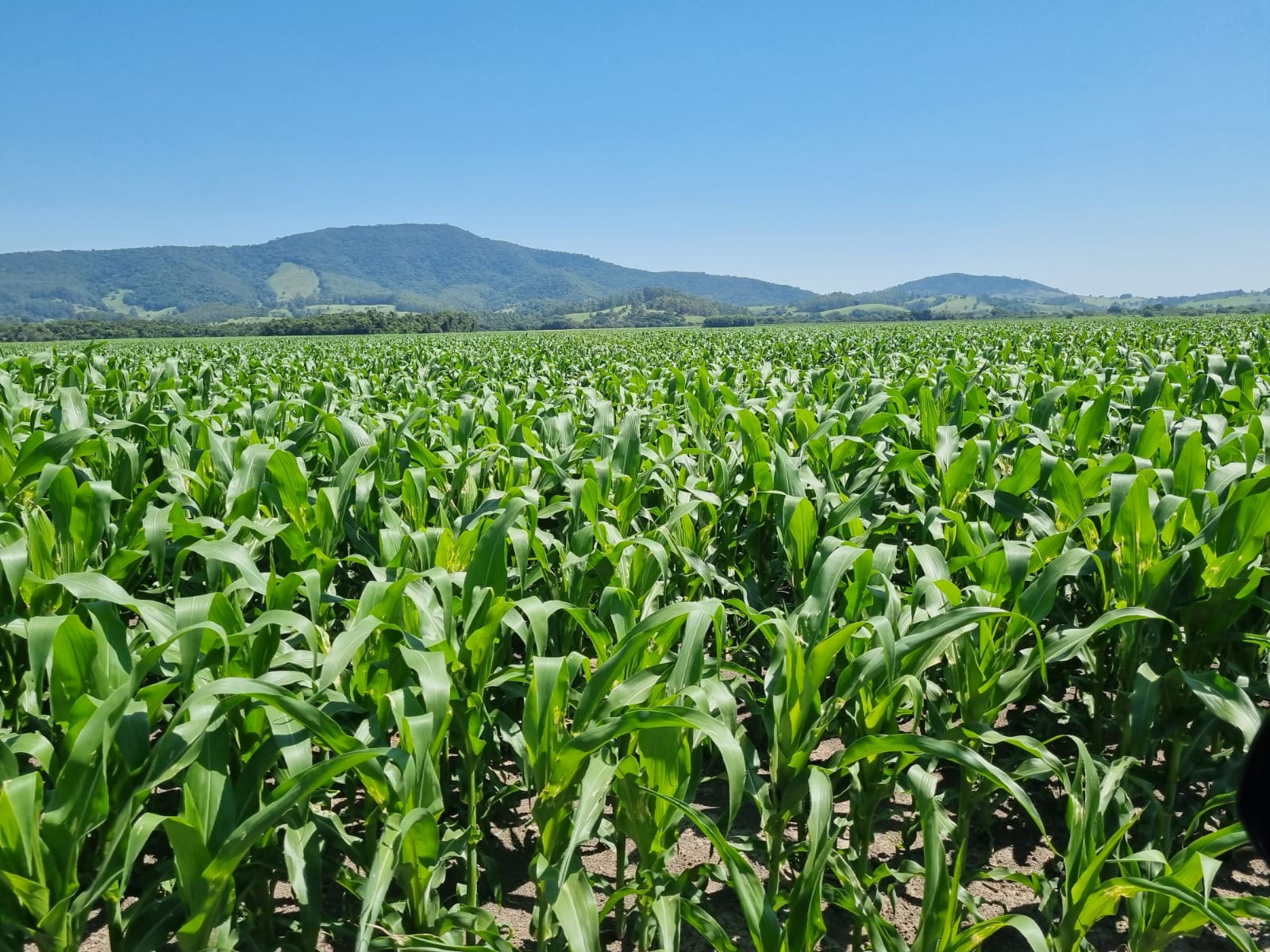 Fazenda - Venda