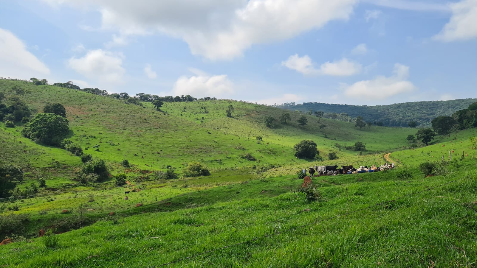 Fazenda - Venda
