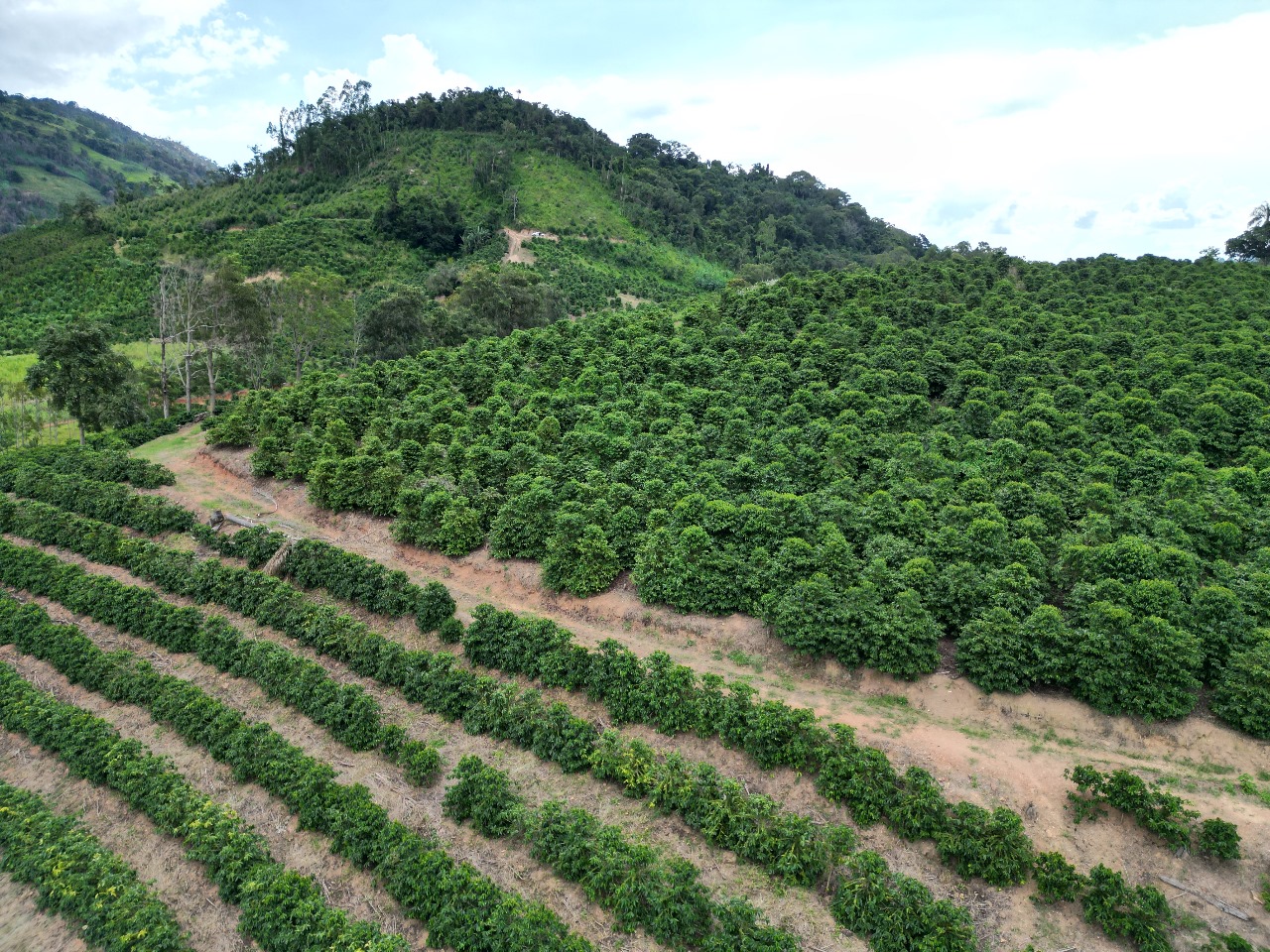 Fazenda - Venda, Área Rural, Caconde, SP