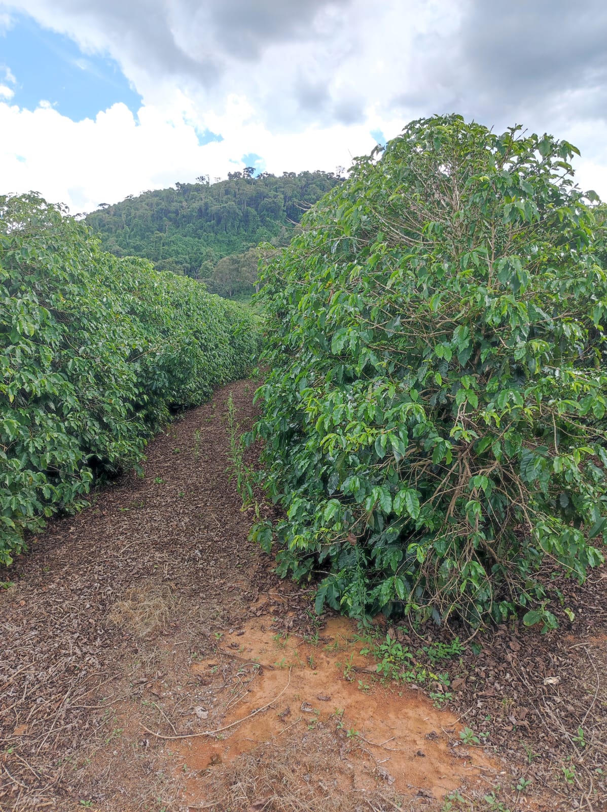 Sítio - Venda, Área Rural - Botelhos, Botelhos, MG