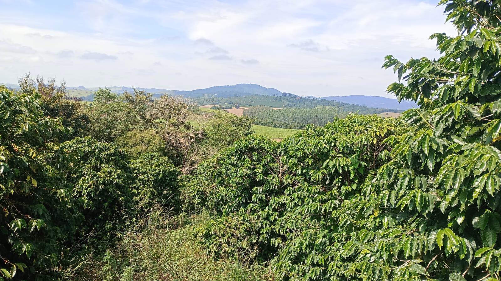 Sítio - Venda, Área Rural - Botelhos, Botelhos, MG
