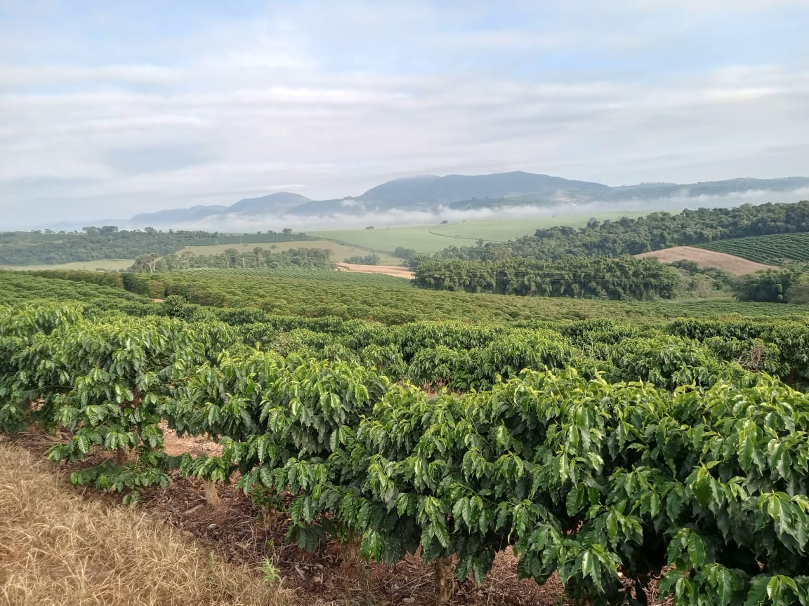 Fazenda - Venda, Área Rural de Alfenas, Alfenas, MG