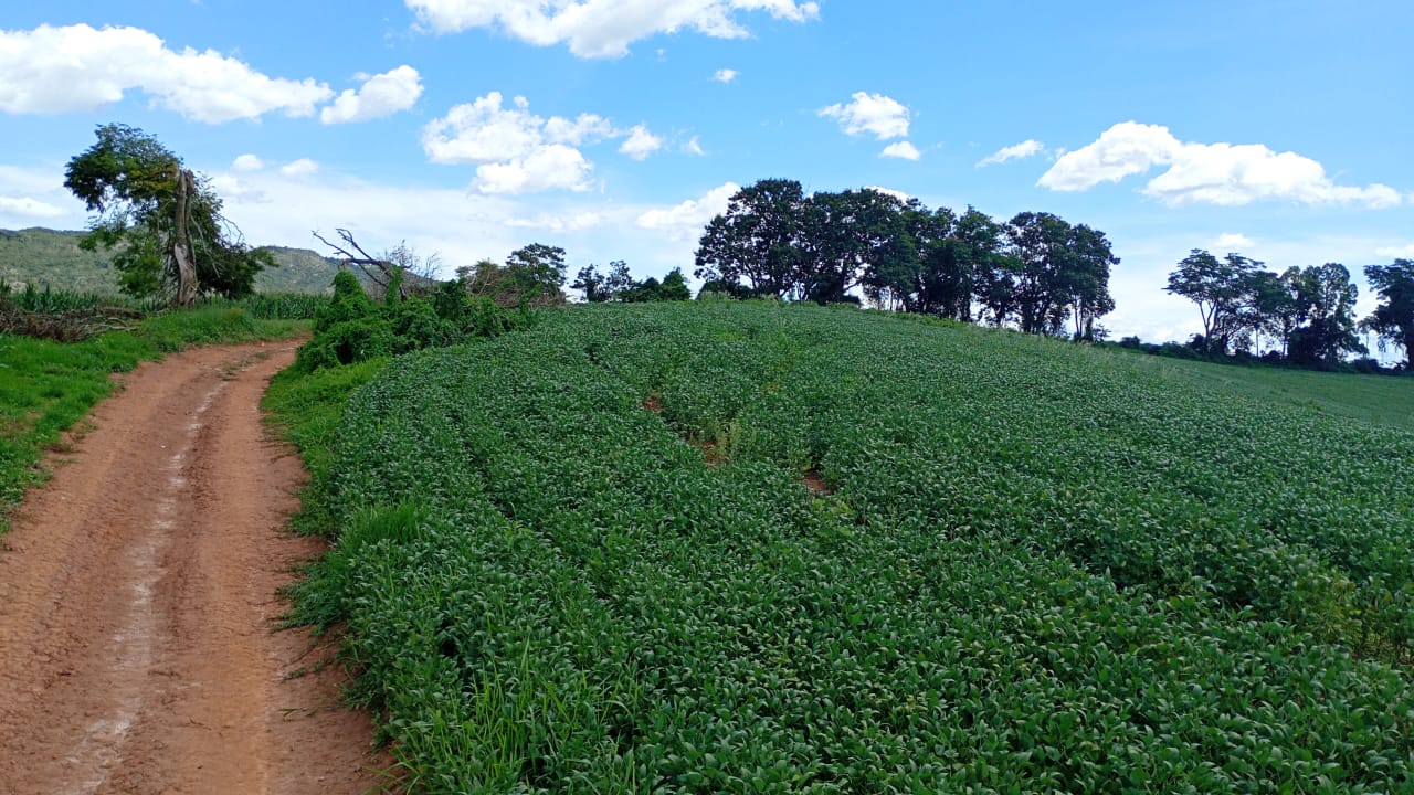 Fazenda - Venda