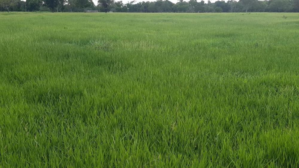 Fazenda 80 hectare Município de Cuiabá MT