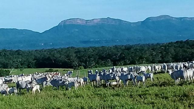 Fazenda - Venda, MUNICIPIO DE POCONE MT, MT