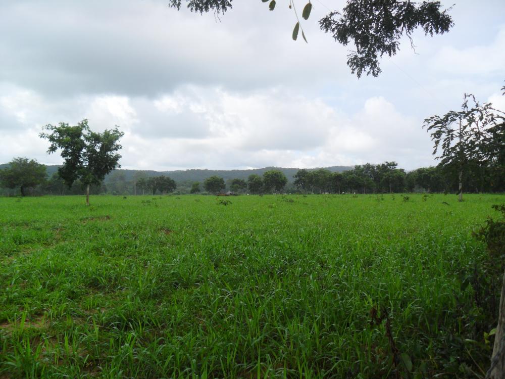 Fazenda - Venda, Municipio de Pocone MT, MT