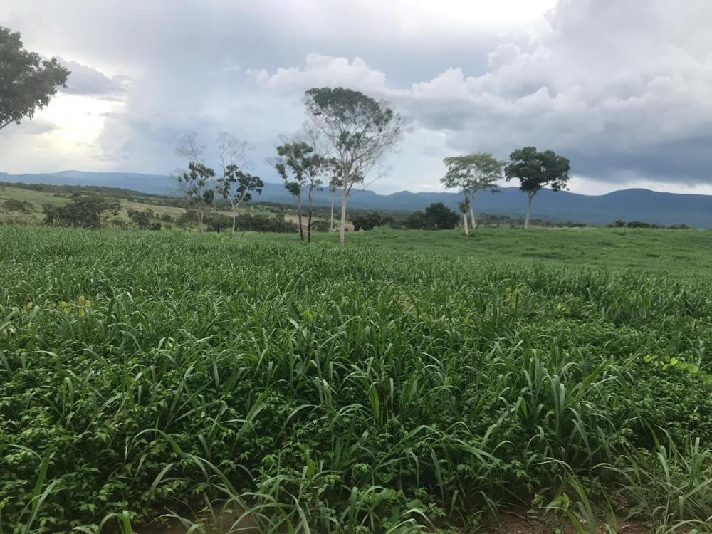 Fazenda - Venda, Municipio de Pocone MT, MT