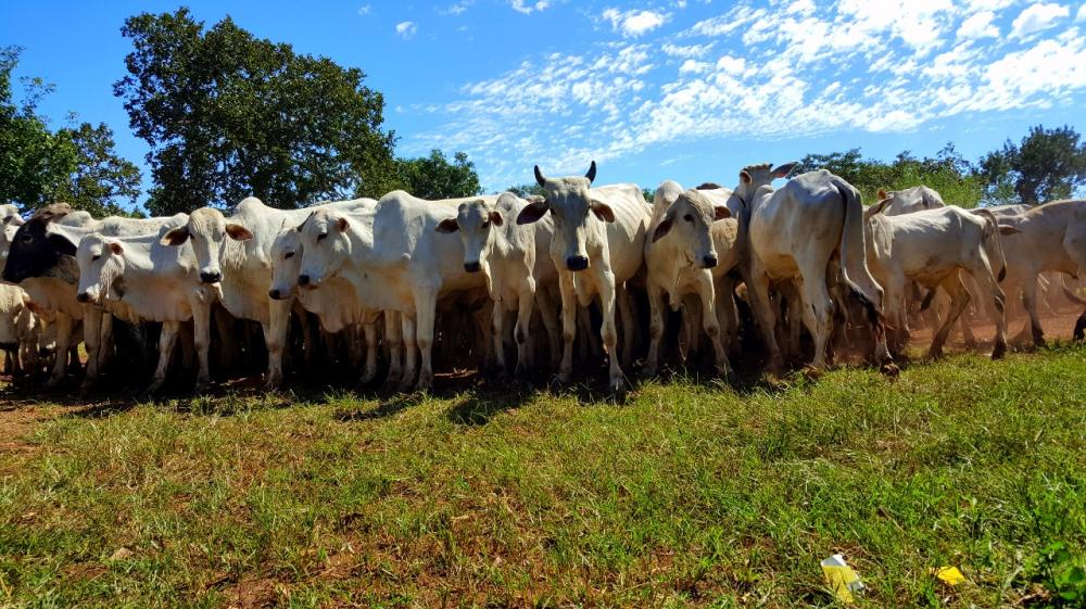 Fazenda 1.013 Hectares Município de livramento MT