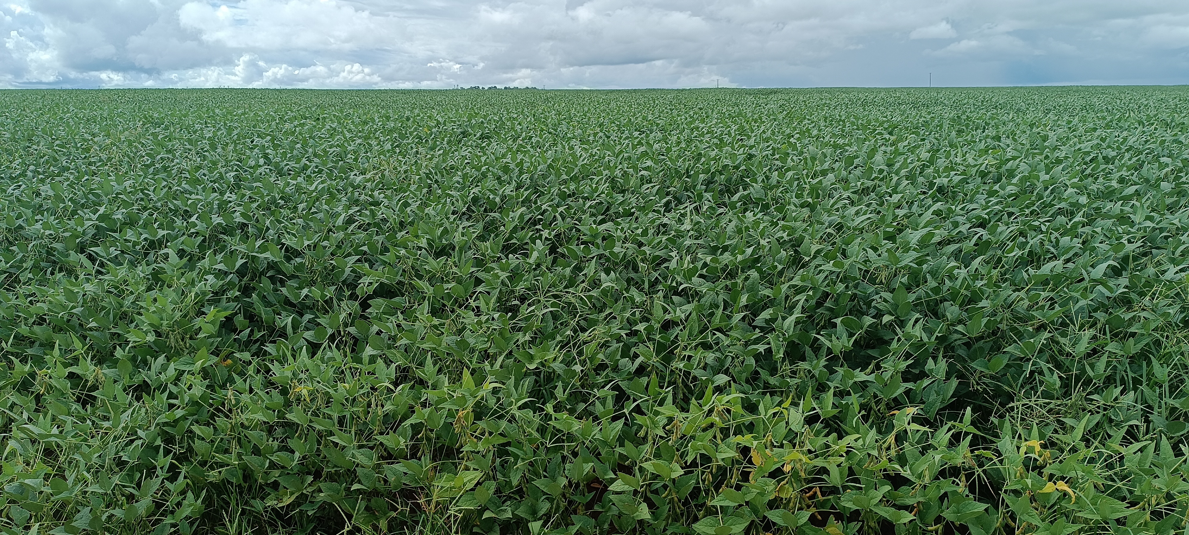 Fazenda 4.000 ehctares Jaciara MT