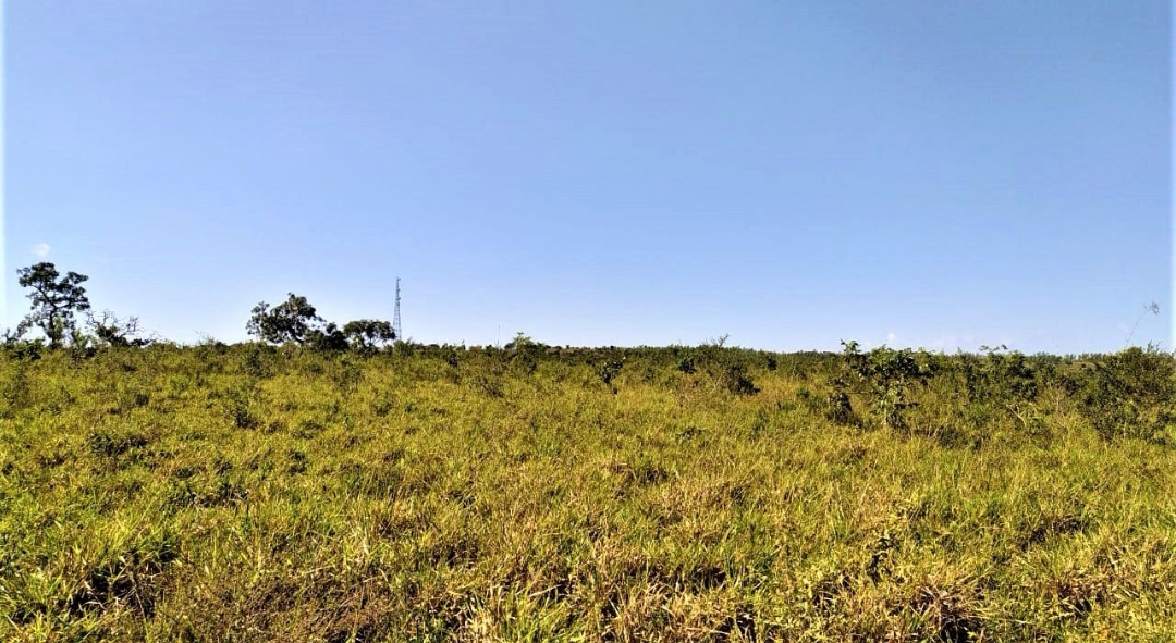 Fazenda 166 hectares Município de livramento MT