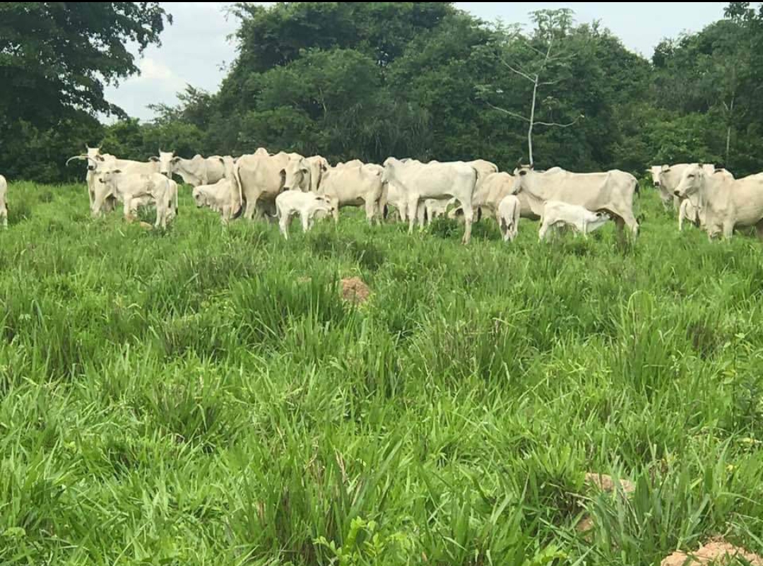 Fazenda 109 Hectares Município de Cuiabá MT