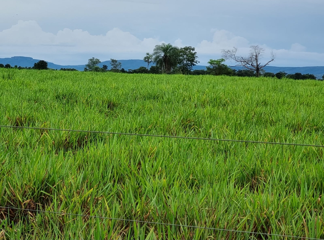 Fazenda 1.910 Hectares Município de Cuiaba MT
