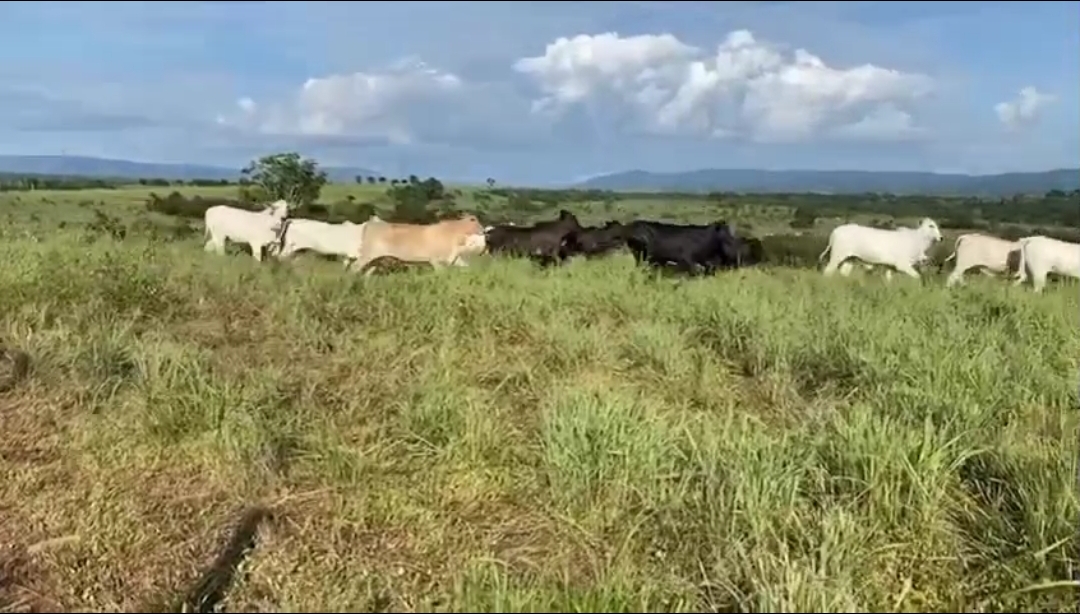 Fazenda 1.205 hectares Município de Rosário Oeste MT