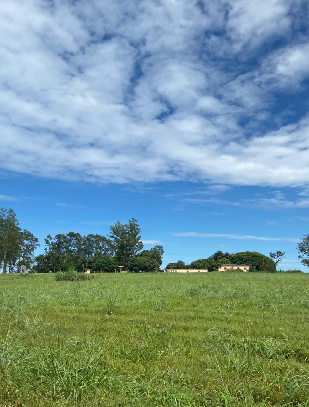 Fazenda  1.245 hectares Município de Campo verde MT
