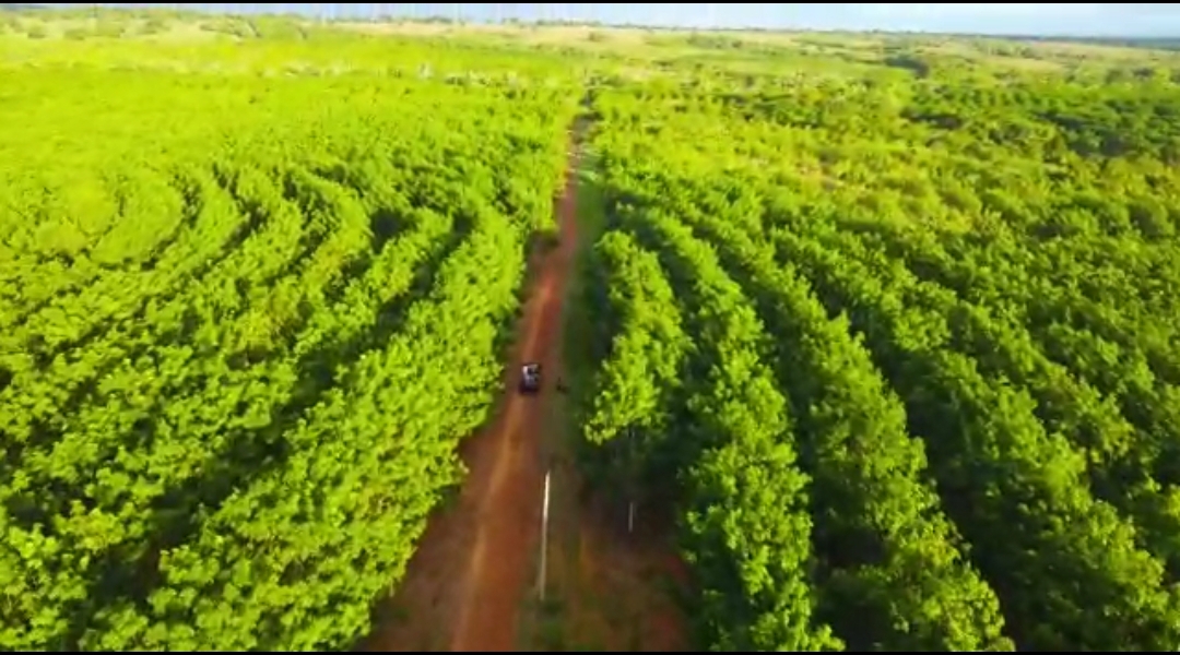 Fazenda 50 alqueirão Barra do Garças MT