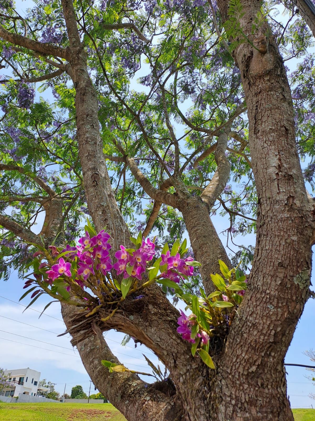 Casa a venda no Condomínio Ninho Verde II Eco Residence