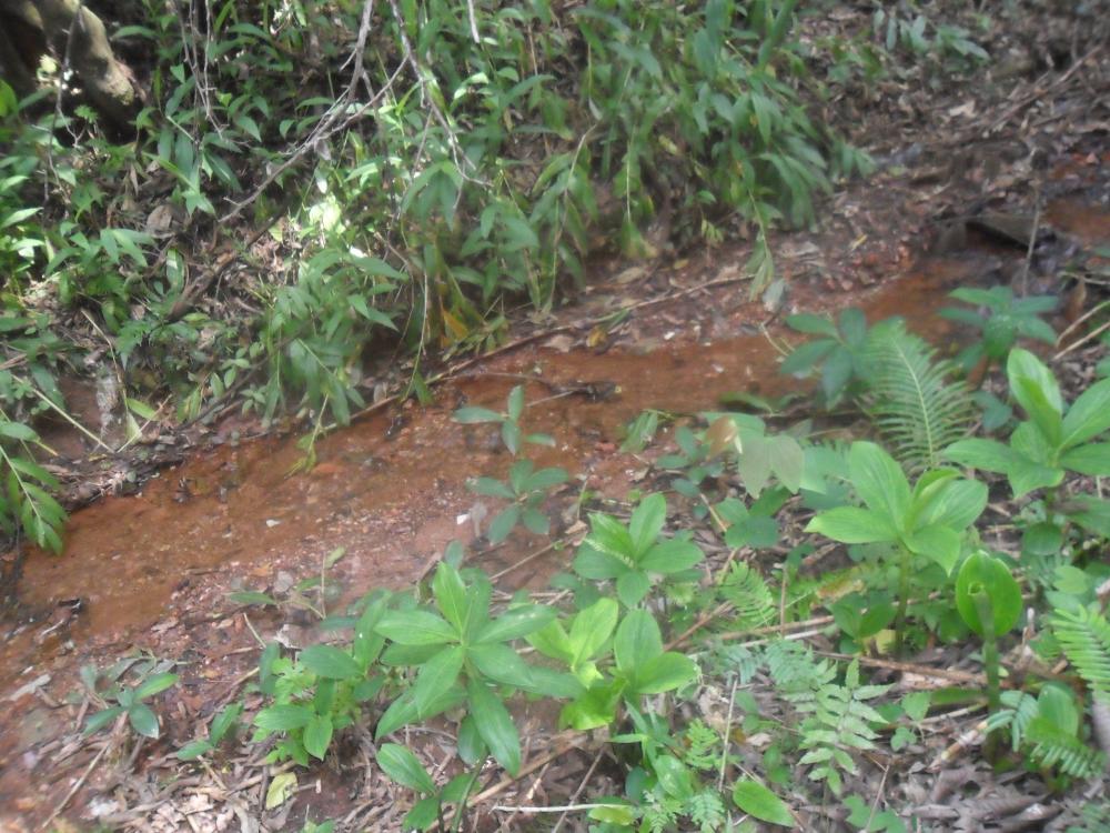 Sítio - Venda, Mangueiras, Sabará, 