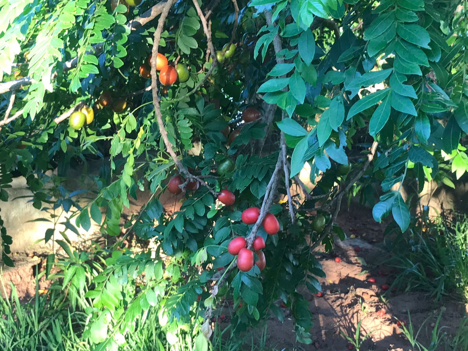 Chácara à Venda em Boituva - SP 