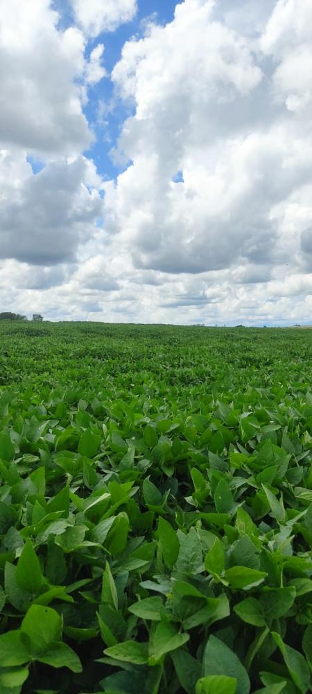 SÍTIO SÃO PEDRO DO TURVO