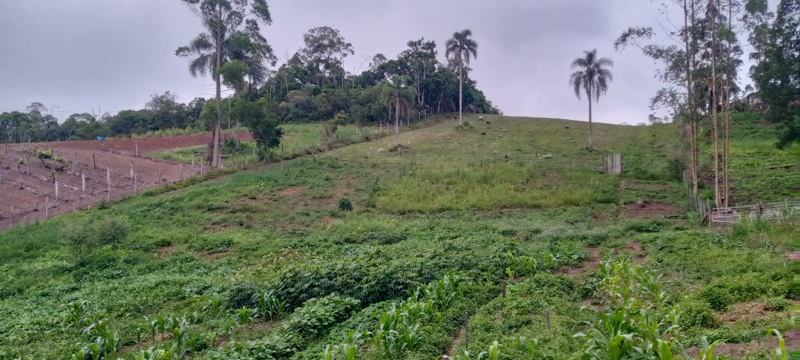 Chácara - Venda, Estiva, Bocaiúva do Sul, PR