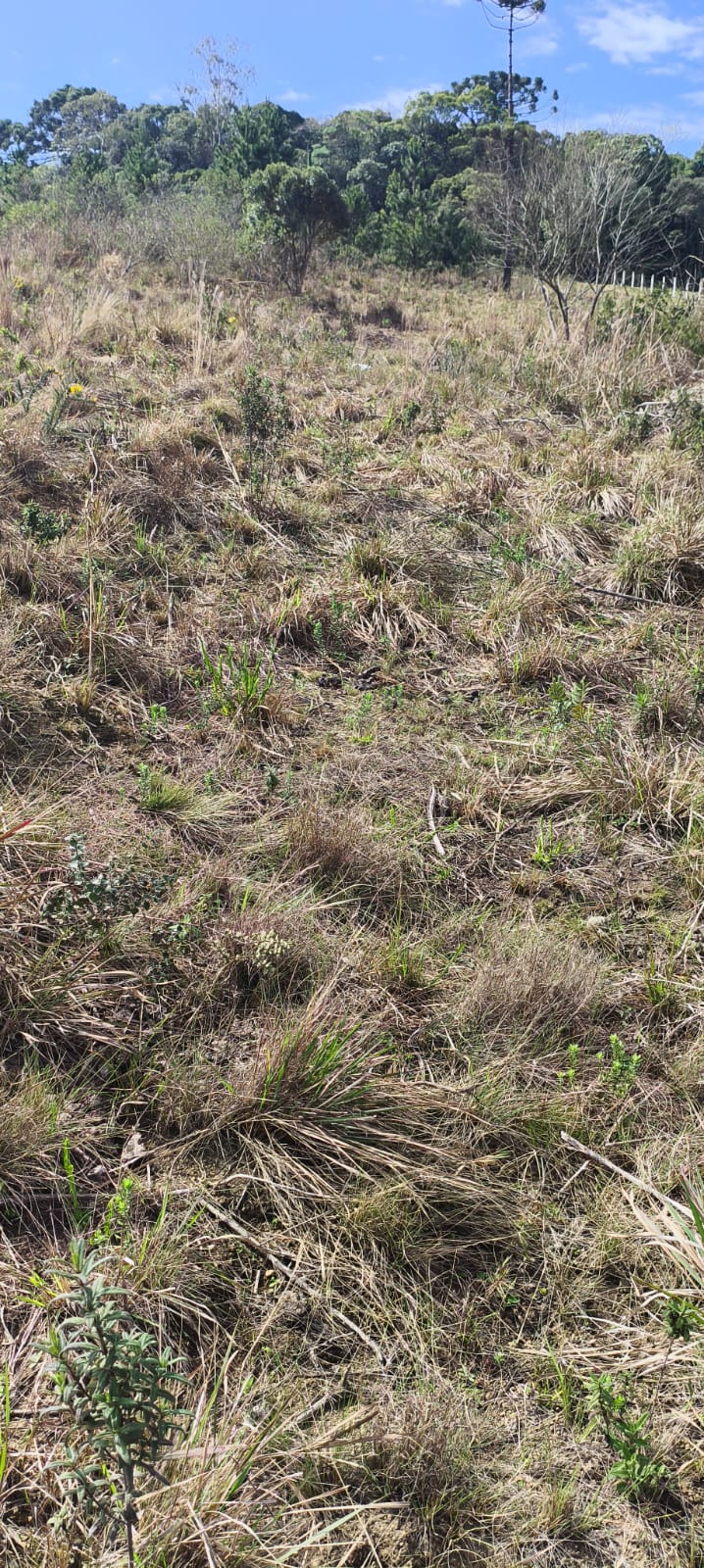 Terreno - Venda, Palmeirinha, Bocaiúva do Sul, PR