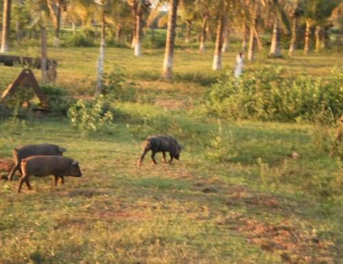 Adquira uma Fazenda em Diamantino-MT