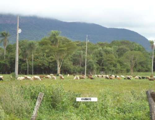 Adquira uma fazenda em Corumbá - MS