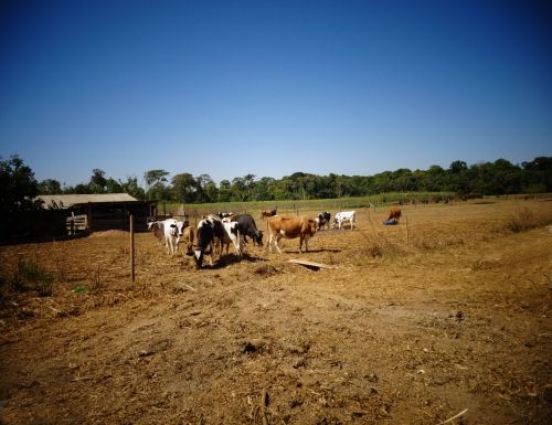 Chácara - Venda, Zona Rural, Lucas Do Rio Verde, MT