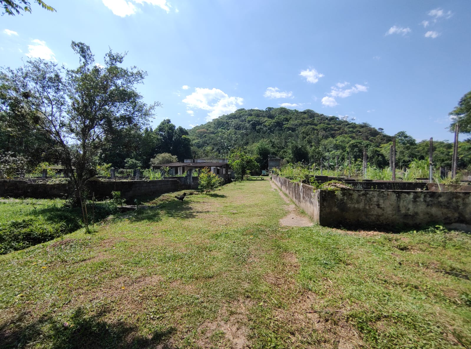 Chácara com 3 dormitórios à venda, 15000 m² por R$ 790.000,00 - Chácaras Iporanga - Peruíbe/SP